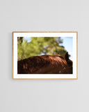 Modern Fine Art Photograph - Auburn #2