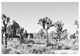 Modern Fine Art Photograph - Joshua Tree Black and White #1