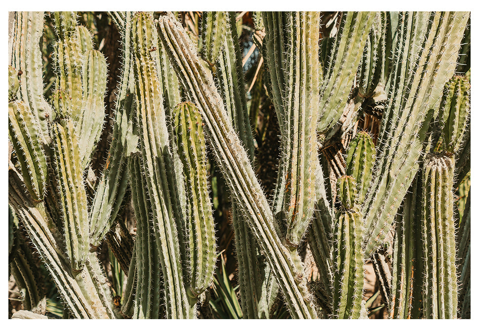 spring kaktus Modern Fine Art Photograph Of A VIbrant Cactus Plant – Alicia Bock Print  Shop