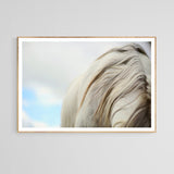 Modern Fine Art Photograph - White Mare
