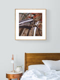 Schwinn - Fine Art Photograph