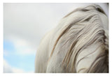 Modern Fine Art Photograph - White Mare