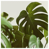 Verdure #5 -  Fine Art Photograph