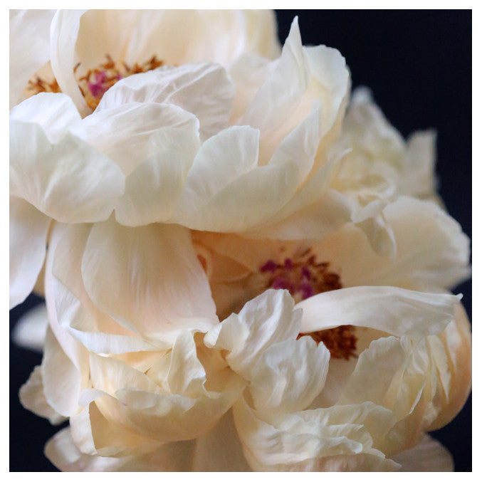 Pearl Fine Art Photograph Alicia Bock Print Shop