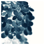 Cyan Hydrangea #2 -  Fine Art Photograph