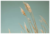 Beach Grass Blues - Fine Art Photograph