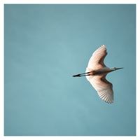 Egret #1 - Fine Art Photograph