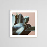 Ficus Elastica #2 -  Fine Art Photograph