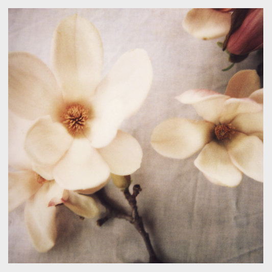 Fancy Magnolia - Fine Art Photograph