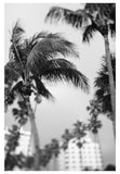 Miami Palms - Fine Art Photograph