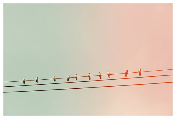 Sparrow Row - Fine Art Photograph