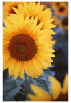 Sunflower #1 - Fine Art Photograph