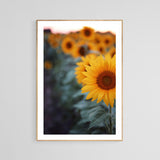 Sunflower #2 - Fine Art Photograph