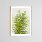 Fern Study #2  - Fine Art Photograph