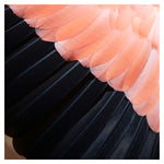Flamingo #11 - Fine Art Photograph