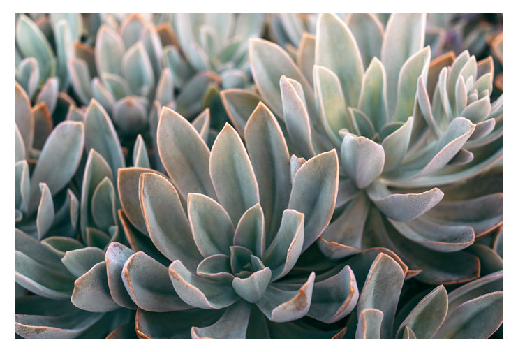 study of succulents Graptoveria Study #2- Fine Art Photograph