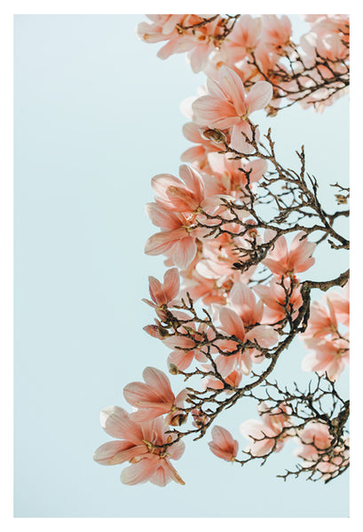 Pink Spring #4 - Fine Art Photograph