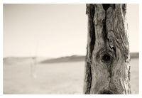 Ghost Forest #1 - Fine Art Photograph
