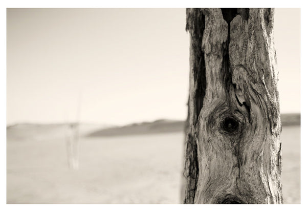 Ghost Forest #1 - Fine Art Photograph
