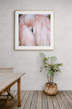 Flamingo #2 - Fine Art Photograph