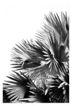 Set Of Palm Tree Photographs - Limited License