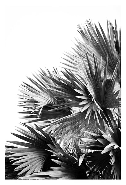 Set Of Palm Tree Photographs - Limited License