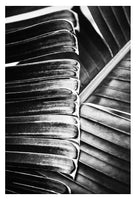 Set Of Palm Tree Photographs - Limited License