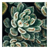 Modern Botanical Photograph - Autumn Succulent #4