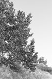 Modern Fine Art Photograph - Dune Study #1