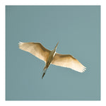 Modern Fine Art Photograph - Egret #12