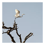 Modern Fine Art Photograph - Egret #13