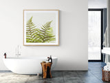 Fern Study #1 - Fine Art Photograph