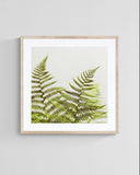 Fern Study #1 - Fine Art Photograph