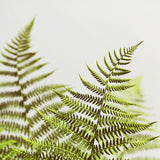 Fern Study #1 - Fine Art Photograph