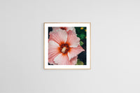 Modern Floral Photograph - Hibiscus Stripe