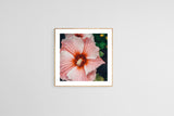 Modern Floral Photograph - Hibiscus Stripe