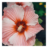 Modern Floral Photograph - Hibiscus Stripe