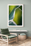 Modern Fine Art Photograph - Hosta Light #2