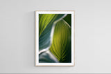 Modern Fine Art Photograph - Hosta Light #2