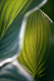 Modern Fine Art Photograph - Hosta Light #2