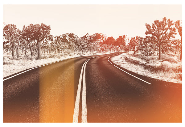 Modern Fine Art Photograph - Joshua Tree Flare #1