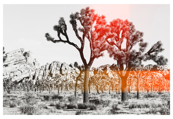 Modern Fine Art Photograph - Joshua Tree Flare #3
