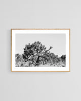 Modern Fine Art Photograph - Joshua Tree #1
