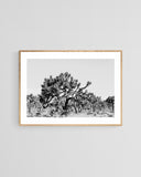 Modern Fine Art Photograph - Joshua Tree #1