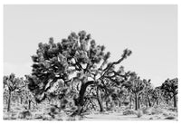 Modern Fine Art Photograph - Joshua Tree #1