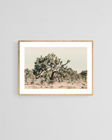 Modern Fine Art Photograph - Joshua Tree #1