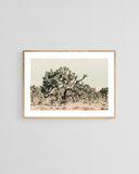 Modern Fine Art Photograph - Joshua Tree #1