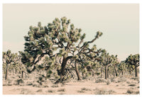 Modern Fine Art Photograph - Joshua Tree #1