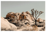 Modern Fine Art Photograph - Joshua Tree #3