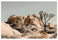 Modern Fine Art Photograph - Joshua Tree #3